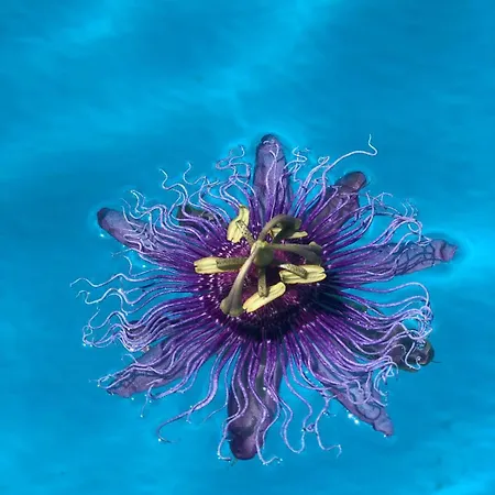 Mi Nina Lola Nyaraló