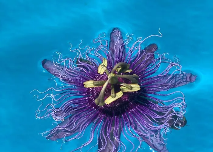 Mi Nina Lola Hébergement de vacances